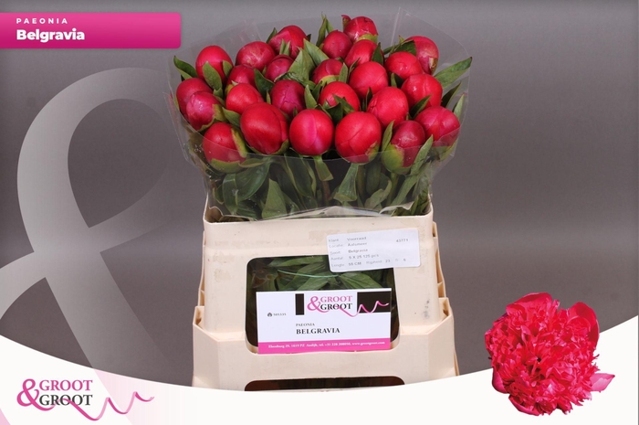 <h4>Paeonia Belgravia</h4>