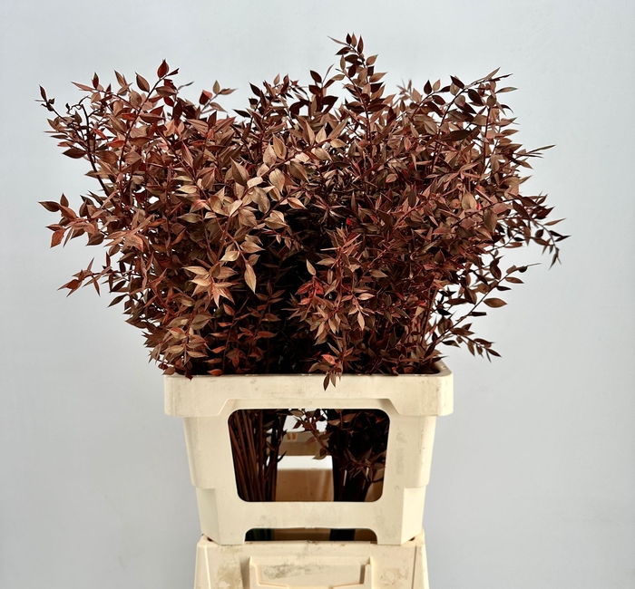 <h4>Dried Ruscus Aculeatus Bordeaux</h4>