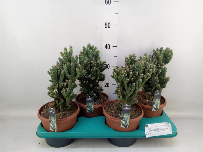 <h4>Cereus   ...</h4>