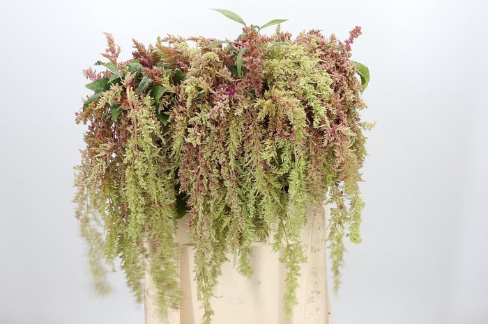 <h4>Amaranthus caudatus 'Magic Spider'</h4>