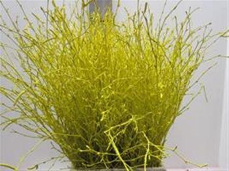 <h4>BERK GEEL L60</h4>