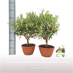 <h4>Olea bonsai in schaal</h4>