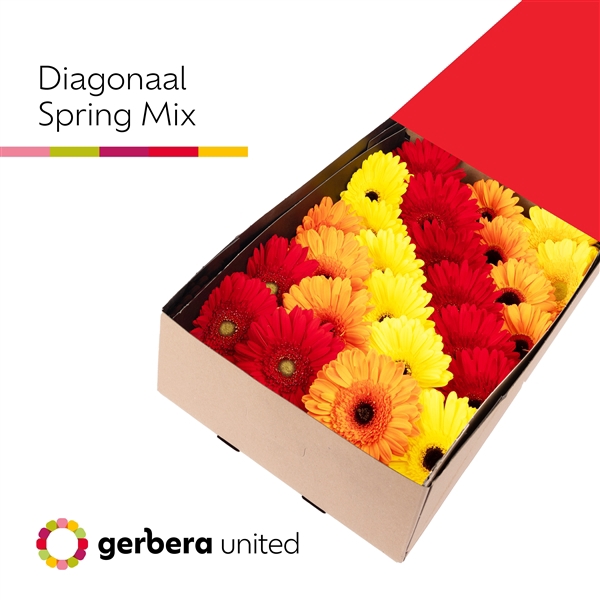 <h4>Ge Gr Mix Spring Box United</h4>