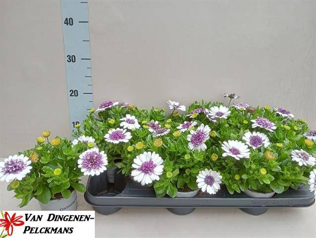 <h4>Osteo 3d Violet Ice</h4>