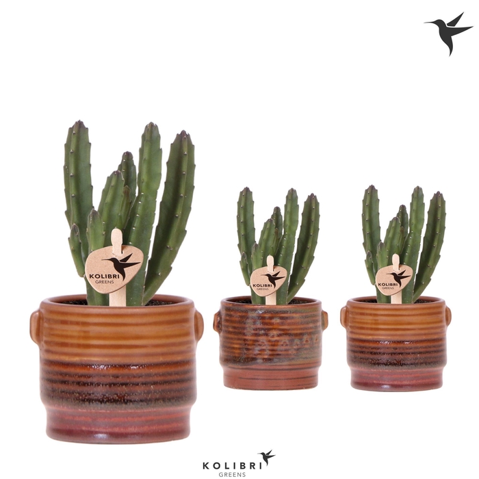 <h4>Kolibri Greens Stapelia Leendertziae in Sunset pot mix</h4>