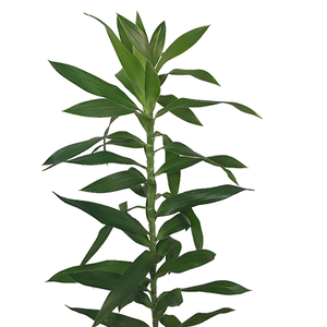 FOLHAGEM DRACENA PLEOMELE VERDE