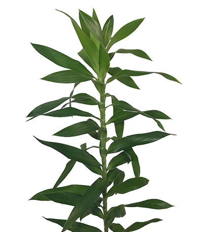 FOLHAGEM DRACENA PLEOMELE VERDE