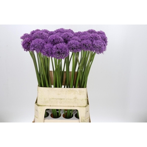 Allium Gladiator