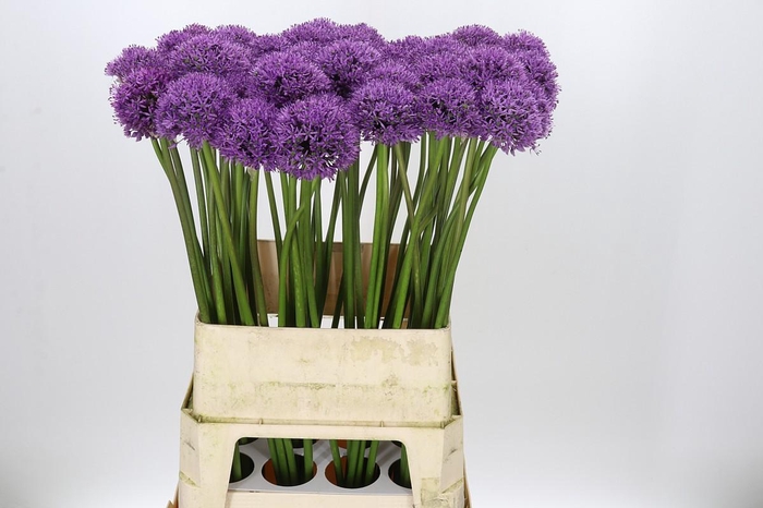 <h4>Allium Gladiator</h4>