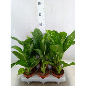 Dieffenbachia