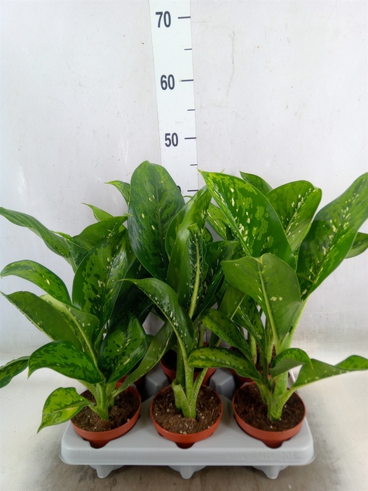 <h4>Dieffenbachia</h4>