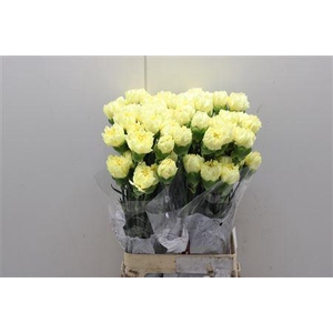 Di St Diletta Yellow