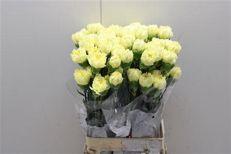 Di St Diletta Yellow