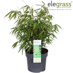 Fargesia rufa P19 - Elegrass