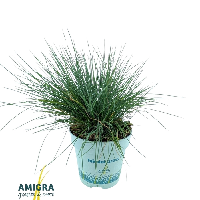 <h4>Festuca glauca CompactA Blue®</h4>