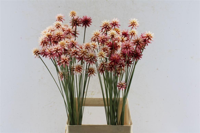 <h4>Inirida Summer</h4>