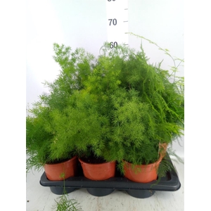 Asparagus umbellatus