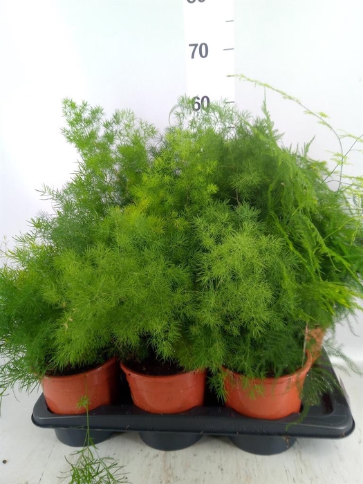 <h4>Asparagus umbellatus</h4>