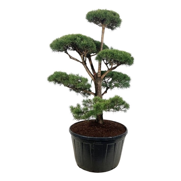 <h4>Pinus sylvestris</h4>