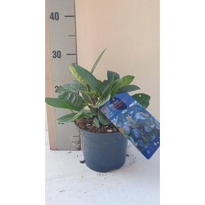 Prunus laurocerasus 'Miniredia'