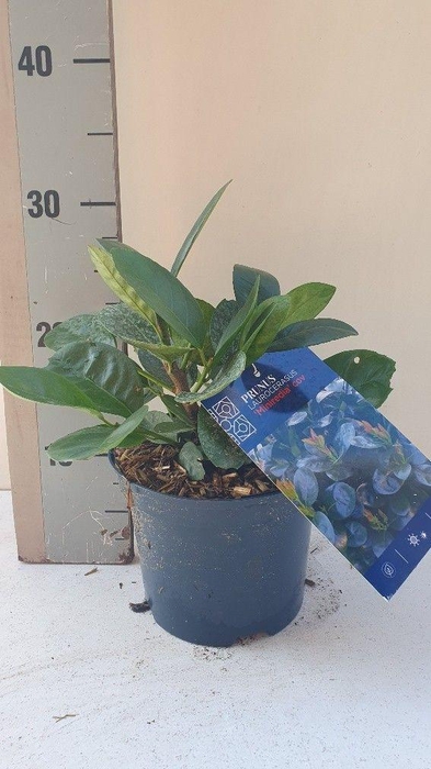 <h4>Prunus laurocerasus 'Miniredia'</h4>