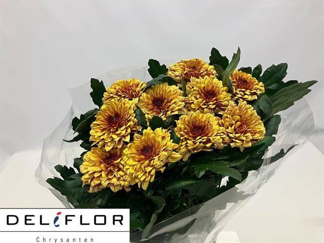 <h4>CHR G OV SALMON</h4>