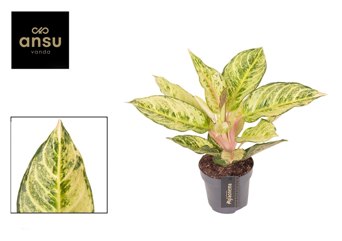 <h4>Aglaonema Chartreuse Pretty</h4>