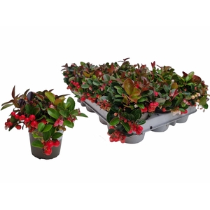 GAULTH PROCUMBENS