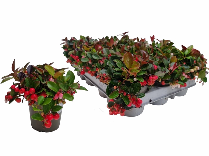 <h4>GAULTH PROCUMBENS</h4>