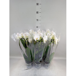 Phalaenopsis  'Elegant Cascade'