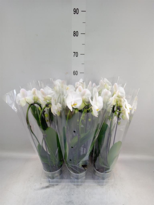 <h4>Phalaenopsis  'Elegant Cascade'</h4>