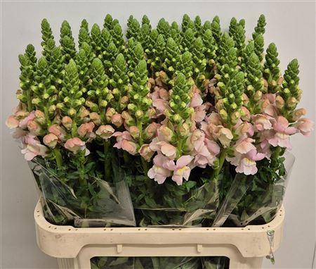 <h4>Antirrhinum Avignon Light Pink</h4>
