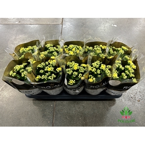 Kalanchoe Rosalie Amarillo 12Ø 27cm