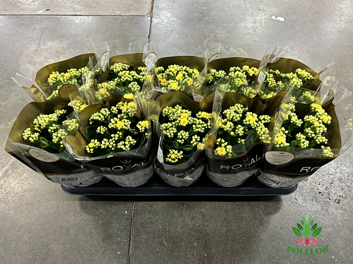 Kalanchoe Rosalie Amarillo 12Ø 27cm