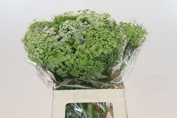 <h4>Ammi Visnaga</h4>