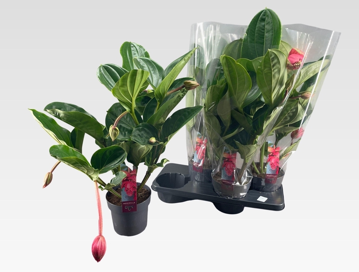 <h4>MEDIN MAG FLAMENCO</h4>