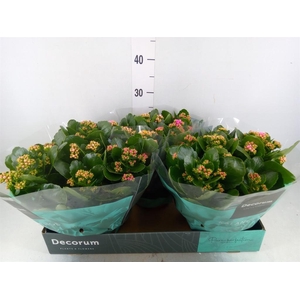 Kalanchoe blos.   ..rosebud mix/pot