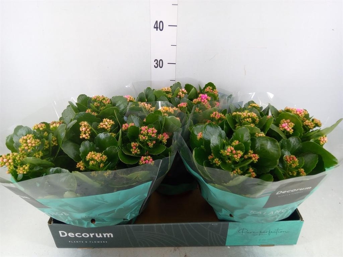 <h4>Kalanchoe blos.   ..rosebud mix/pot</h4>