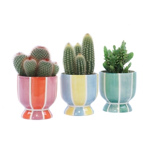 Cactus mix 10,5 cm in salvador sierpot