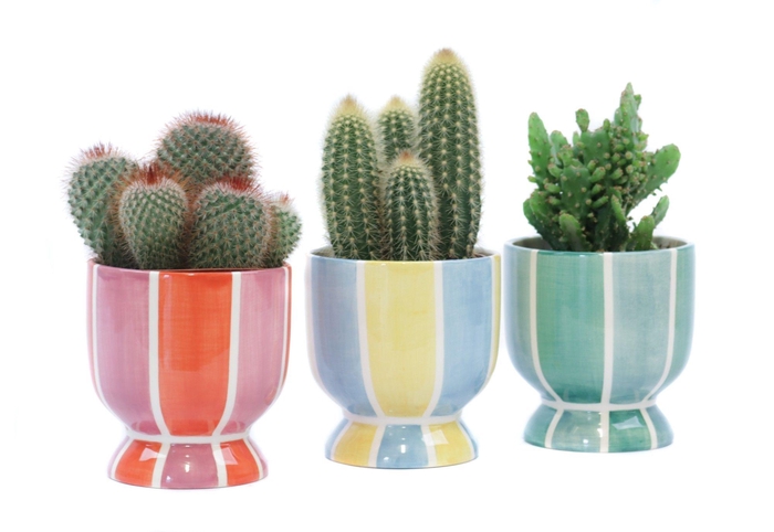 <h4>Cactus mix 10,5 cm in salvador sierpot</h4>