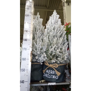 Picea glauca 'December'