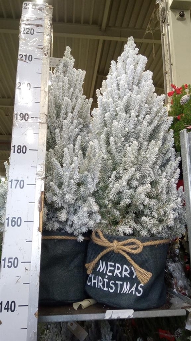 <h4>Picea glauca 'December'</h4>