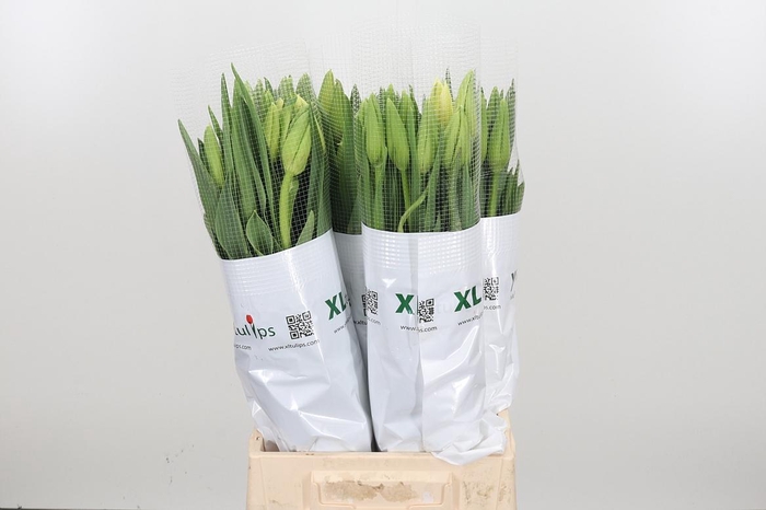 <h4>Tu En Ivory Proud</h4>