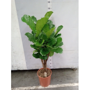 Ficus lyrata