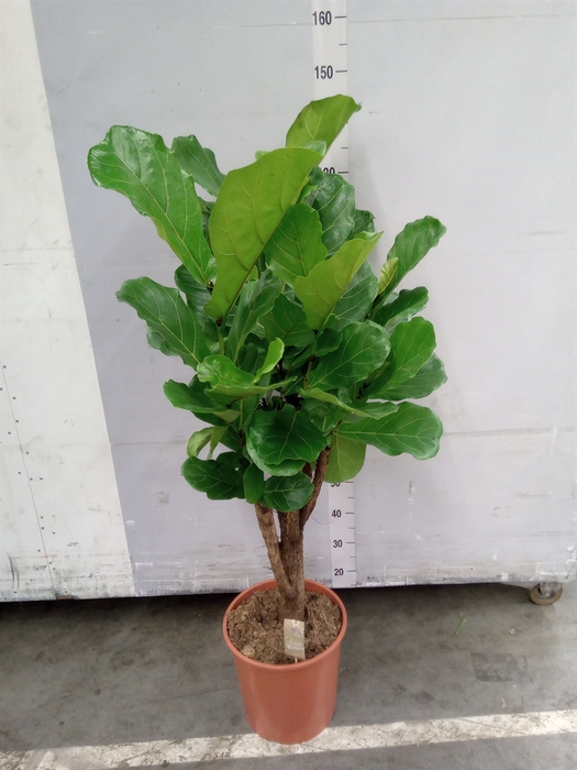 <h4>Ficus lyrata</h4>