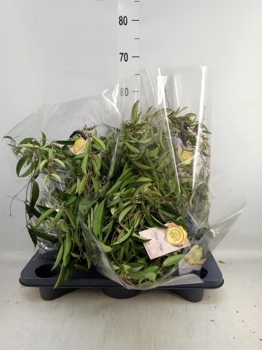 <h4>Hoya wayetii</h4>