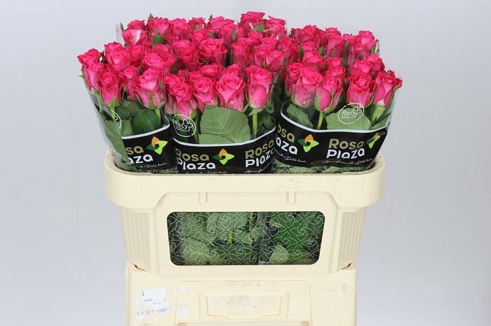 <h4>Rosa Gr Orchestra</h4>