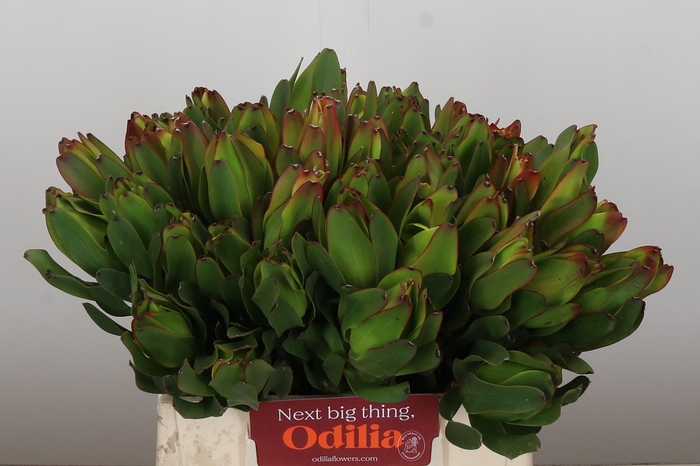 <h4>Leucadendron Laurel Yellow</h4>