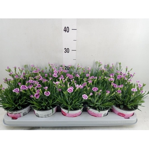 Dianthus  'Pink Kisses'