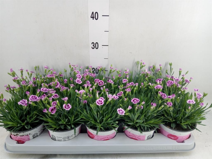 <h4>Dianthus  'Pink Kisses'</h4>